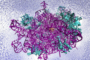 Ribosome-water